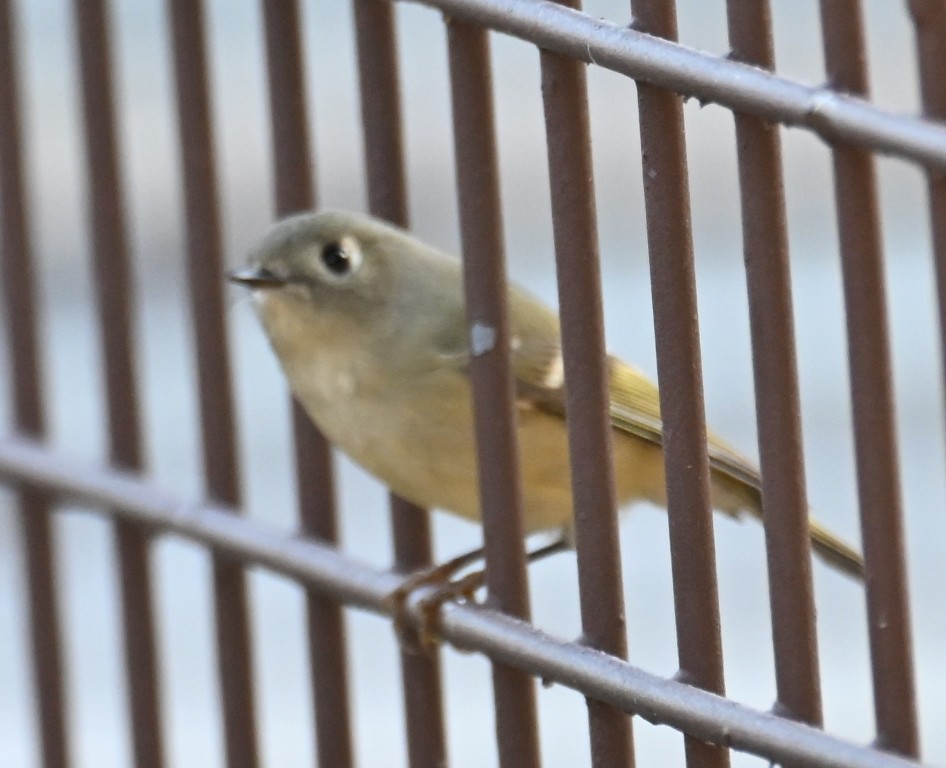 Ruby-crowned Kinglet - ML645433951