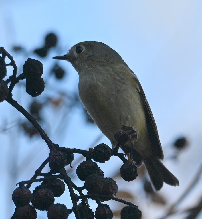 Ruby-crowned Kinglet - ML645433952