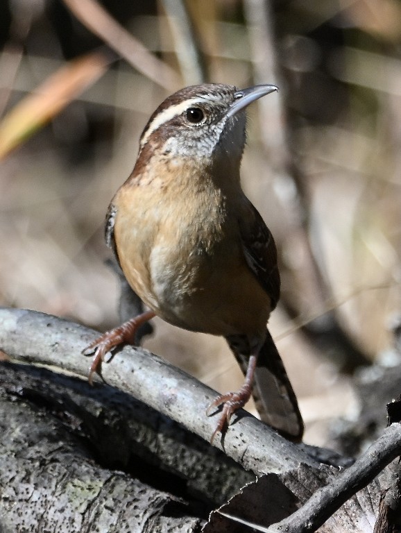 Carolina Wren - ML645433953