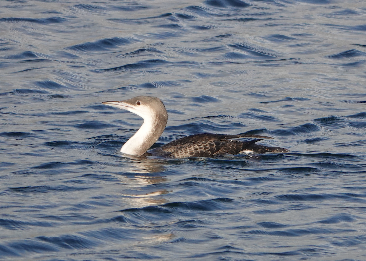 Arctic Loon - ML645433955