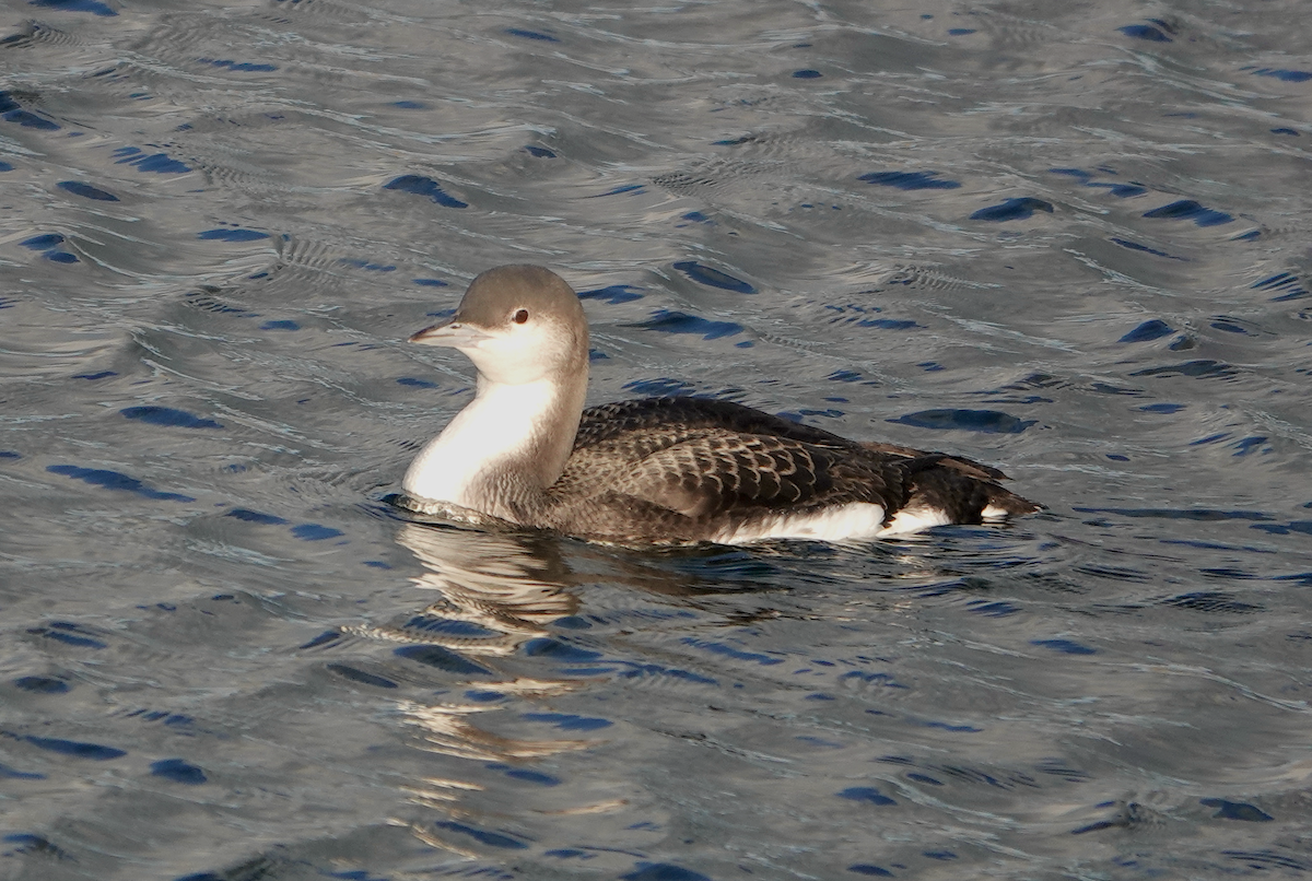 Arctic Loon - ML645433956