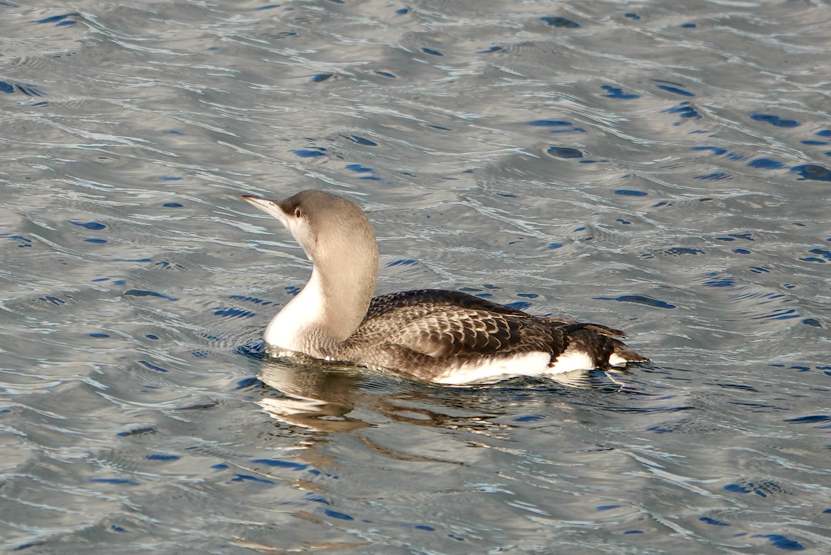 Arctic Loon - ML645433957