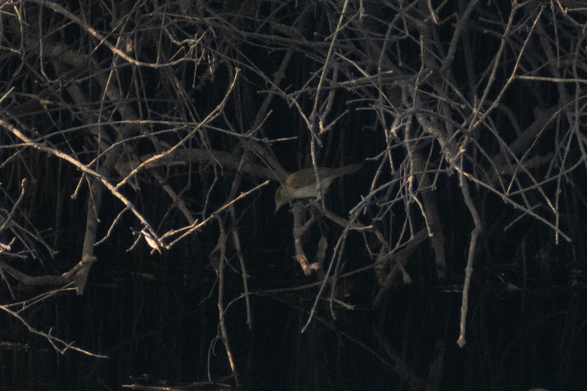 rákosník hlučnohlasý - ML645433958