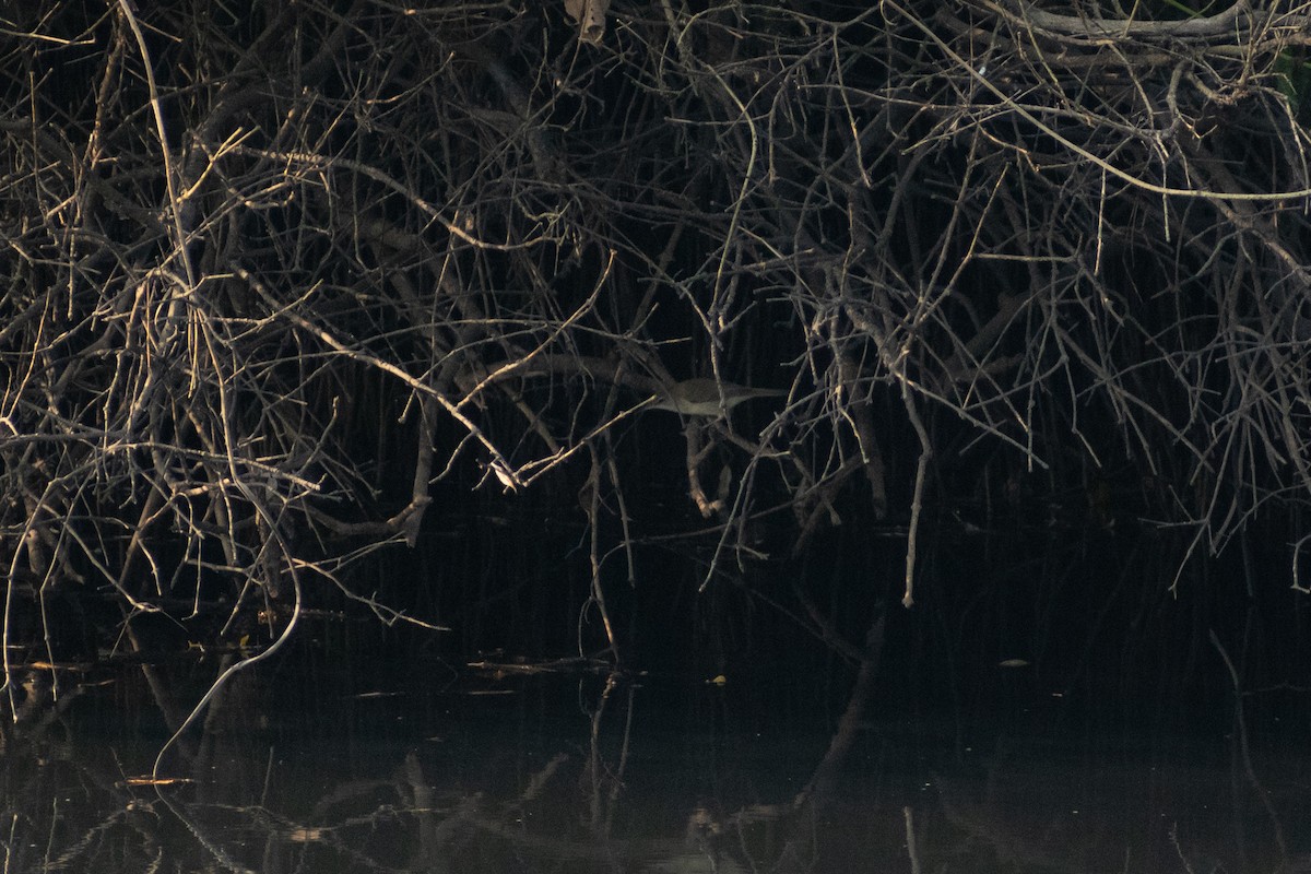 rákosník hlučnohlasý - ML645433959