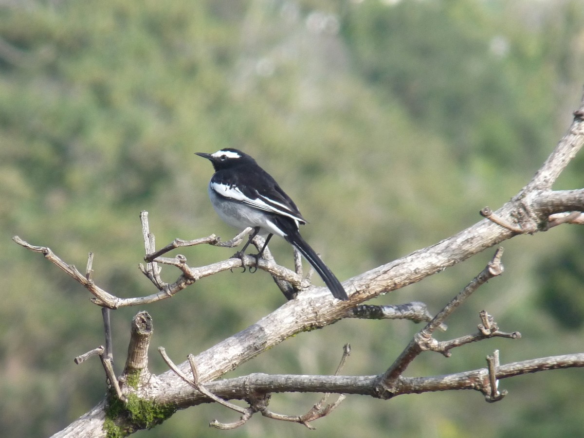 White-browed Wagtail - ML645433972