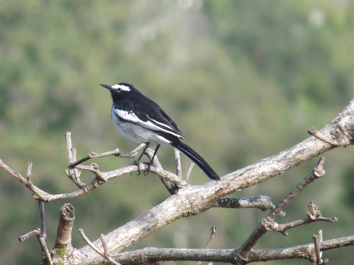 White-browed Wagtail - ML645433973