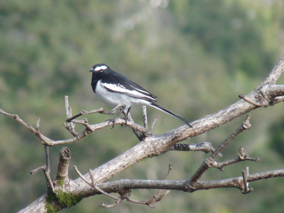 White-browed Wagtail - ML645433974