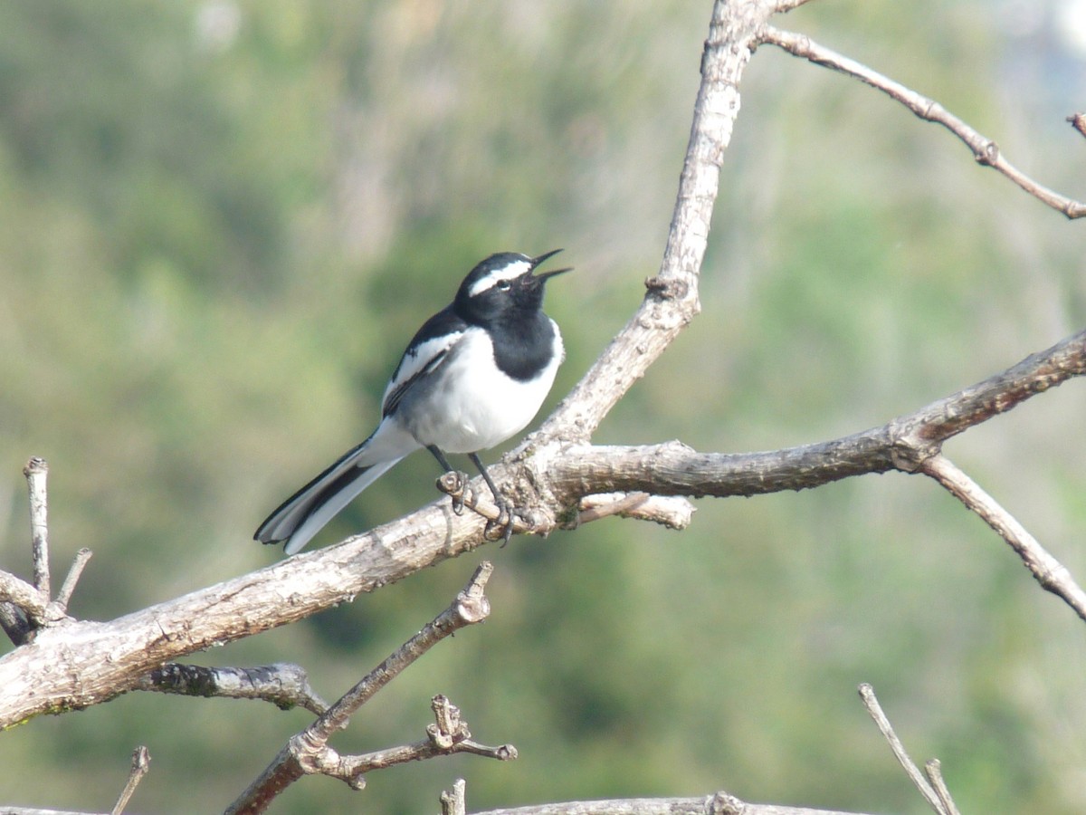 White-browed Wagtail - ML645433975