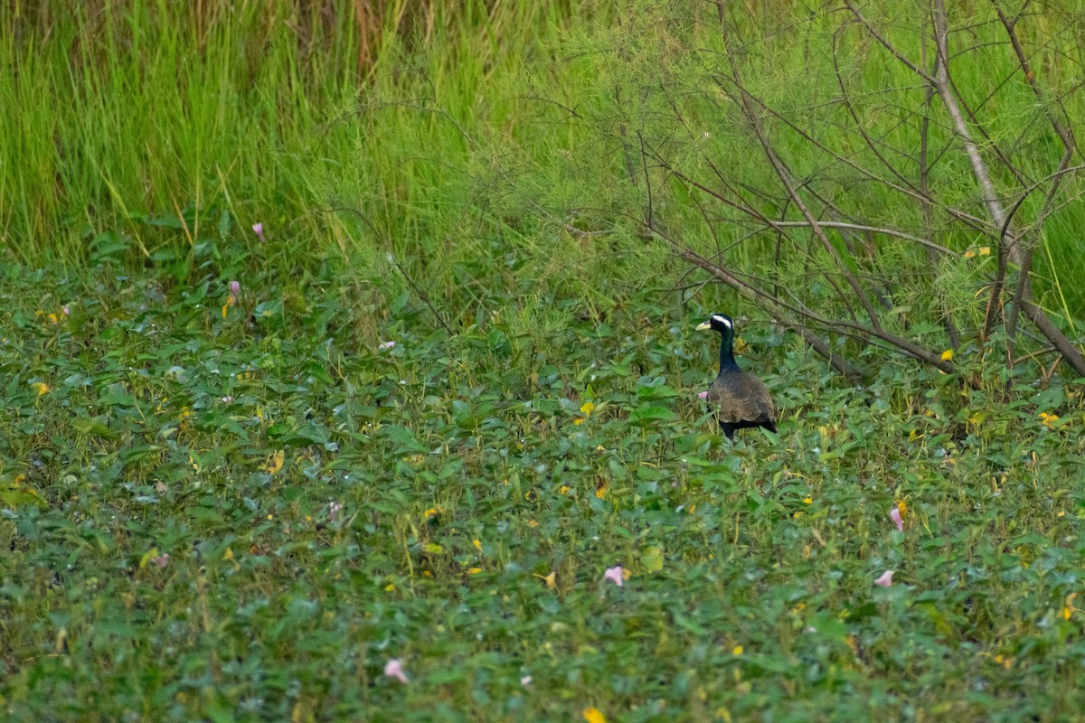 Бронзовокрылая якана - ML645433981