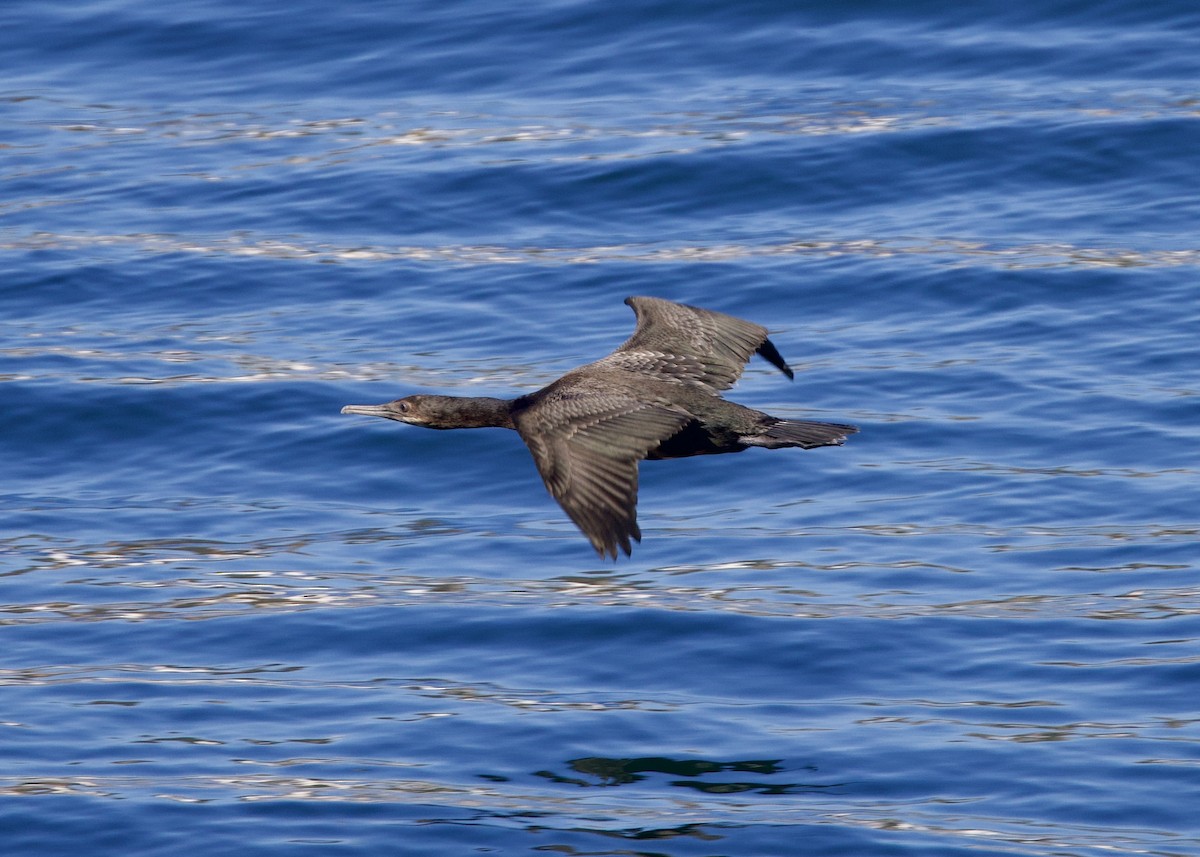 Brandt's Cormorant - ML645433996