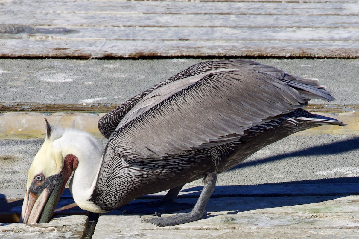 Pelikano arrea - ML645433998