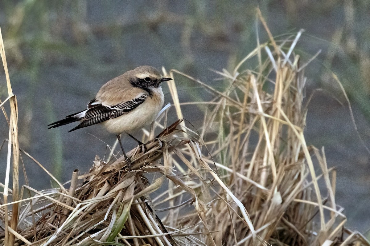 Desert Wheatear - ML645433999