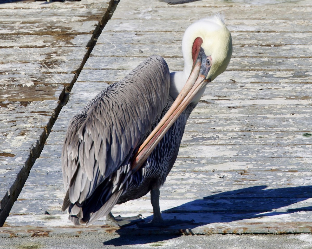 Pelikano arrea - ML645434000