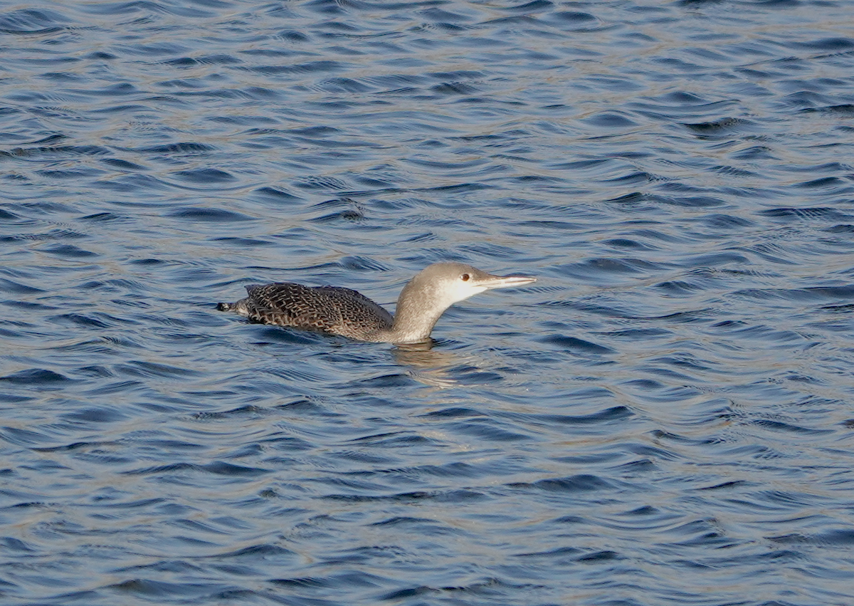 Red-throated Loon - ML645434012