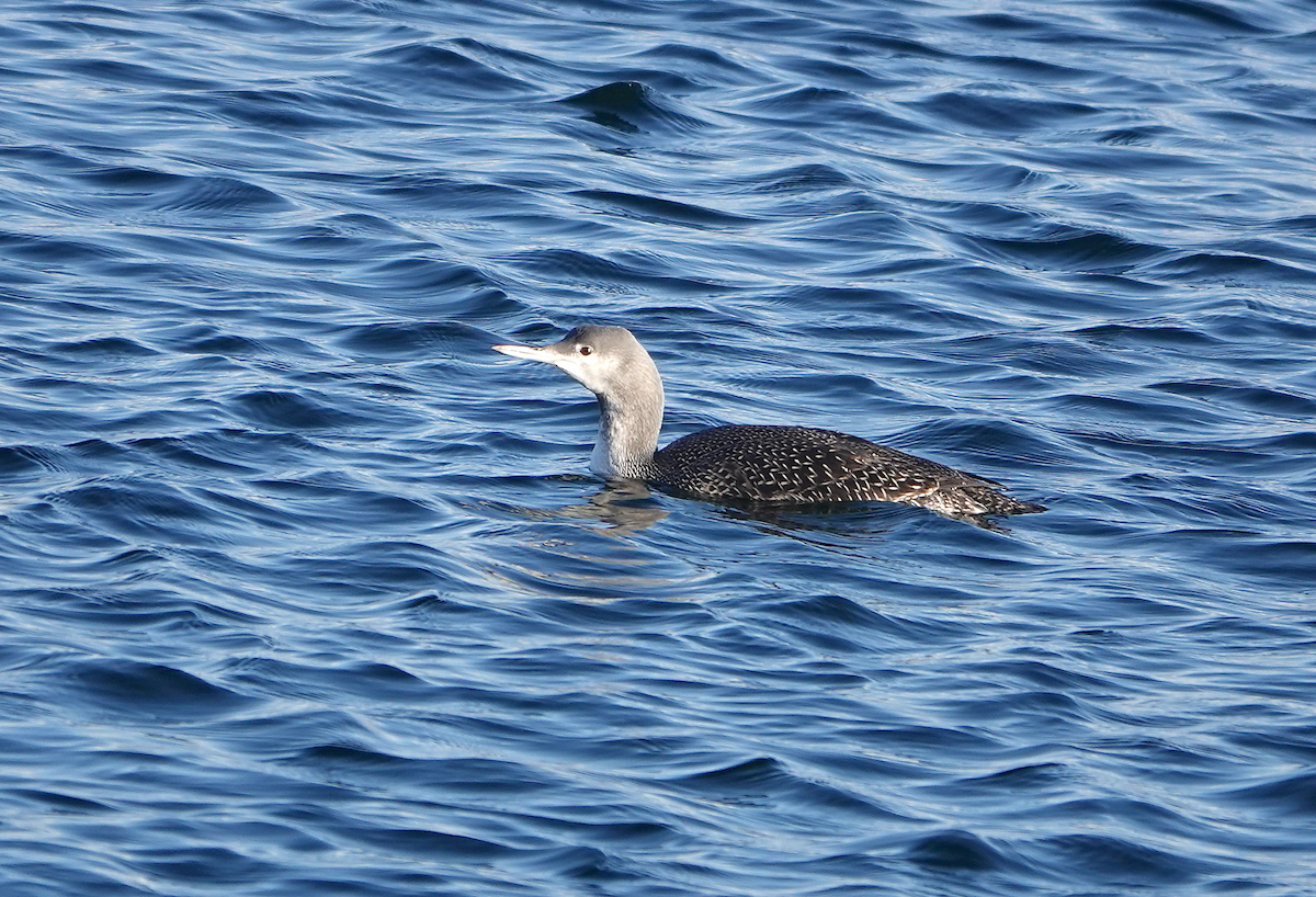 Red-throated Loon - ML645434033