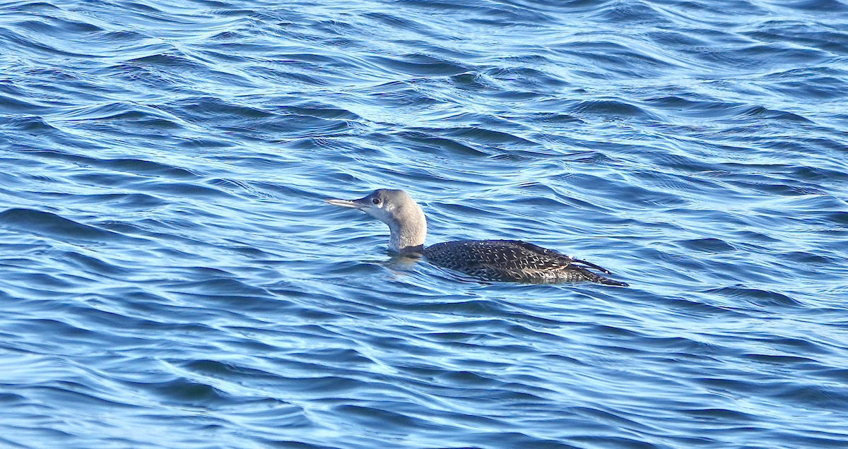 Red-throated Loon - ML645434057