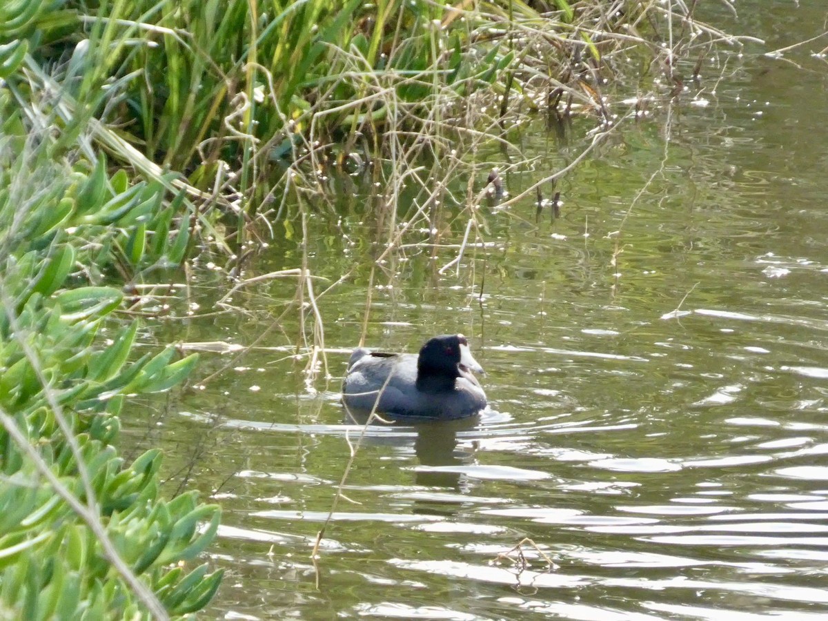 American Coot - ML645434063