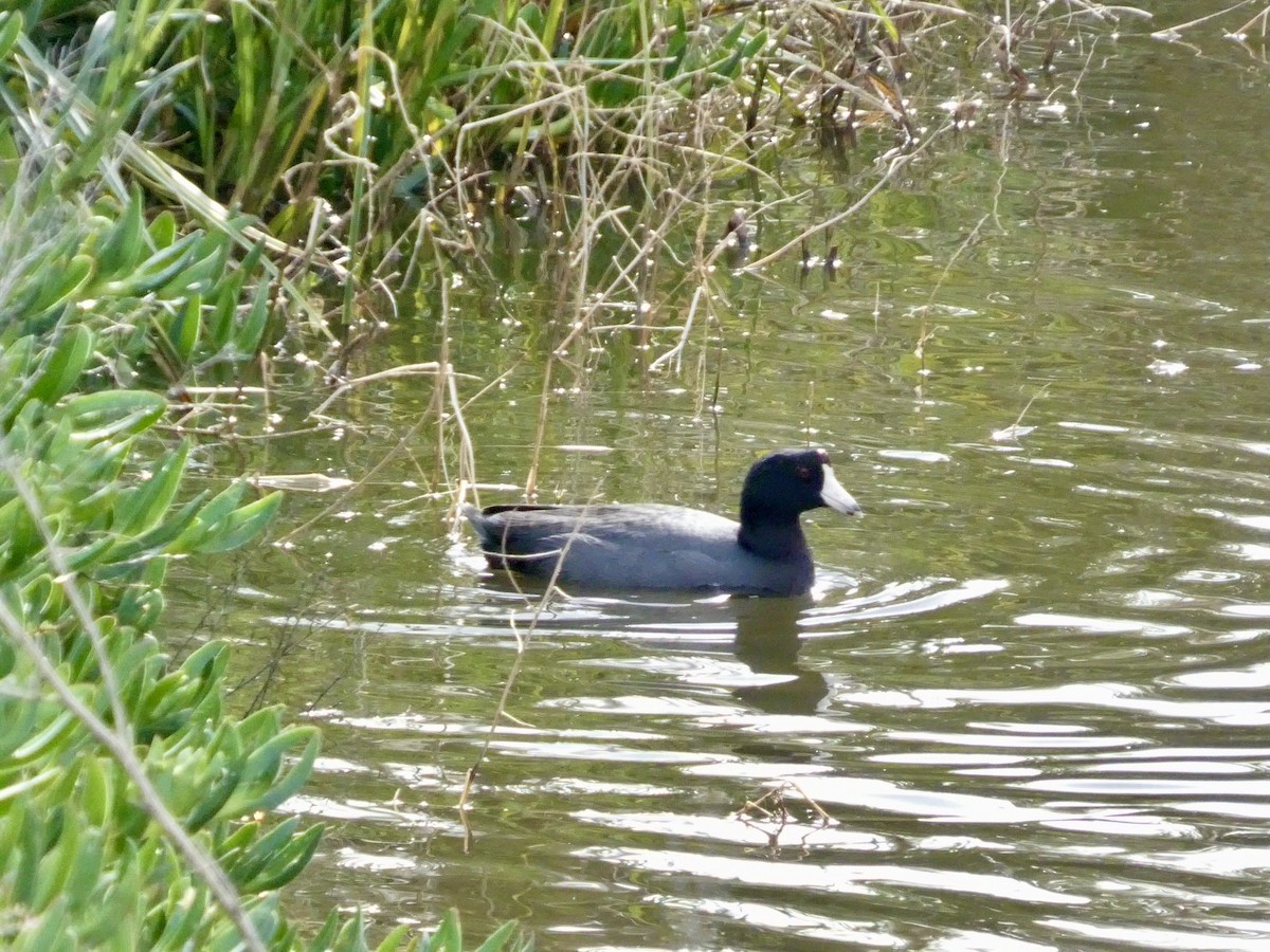 American Coot - ML645434064