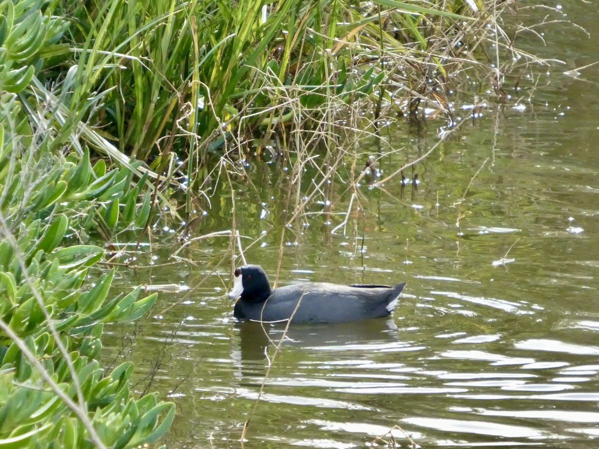 American Coot - ML645434065