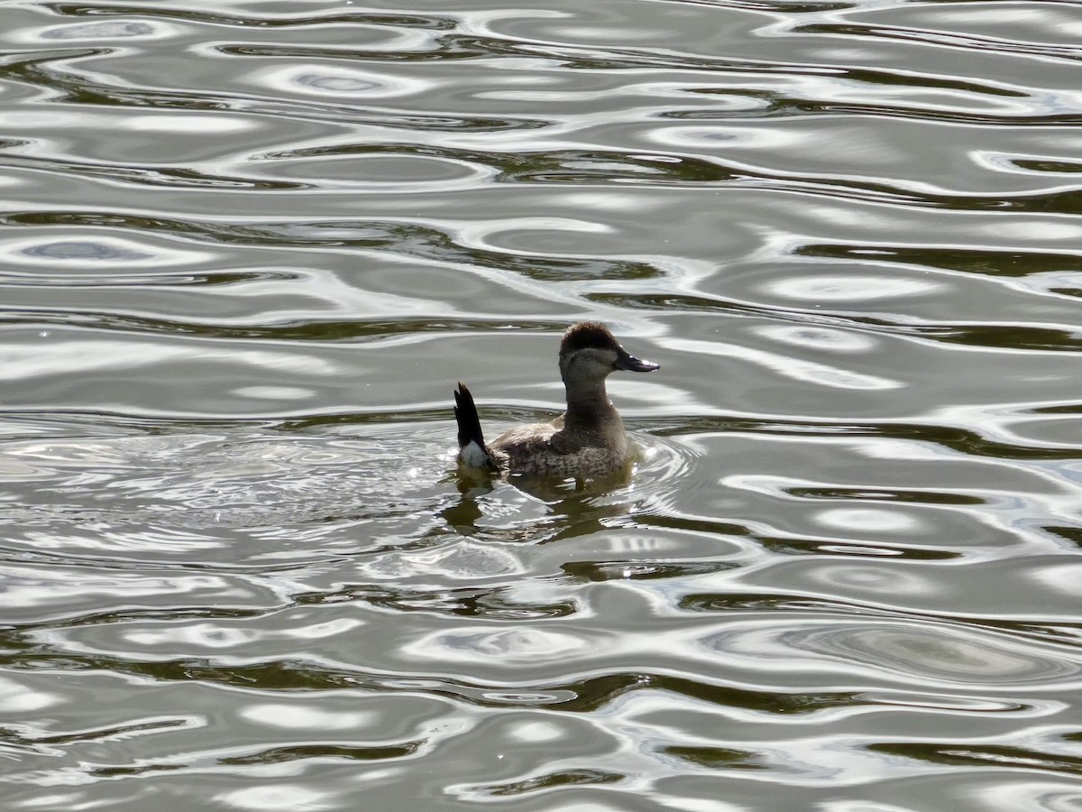 Ruddy Duck - ML645434077