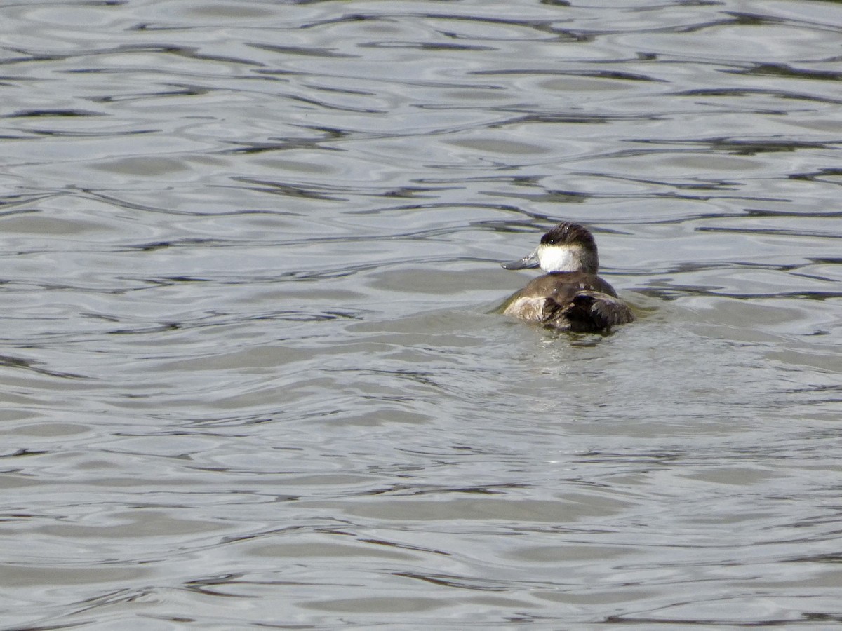 Ruddy Duck - ML645434078