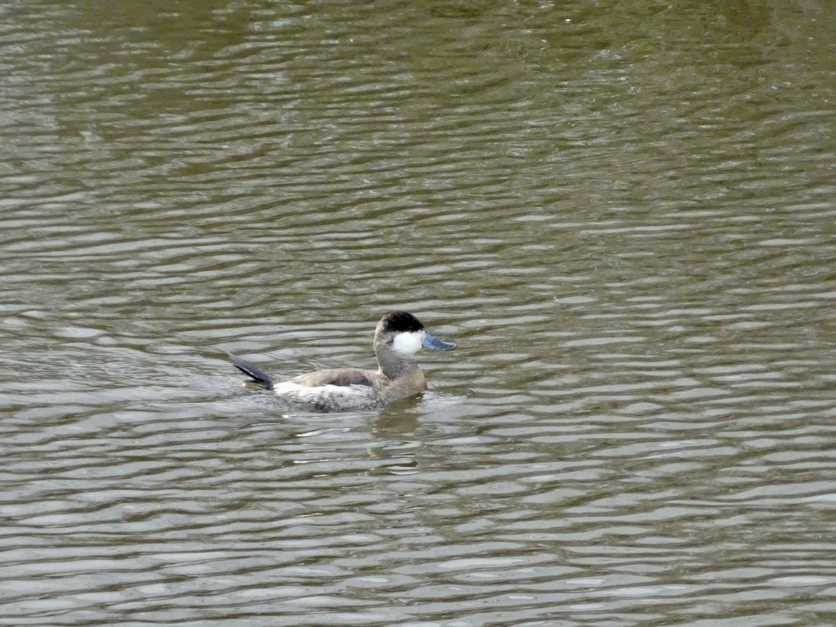Ruddy Duck - ML645434079