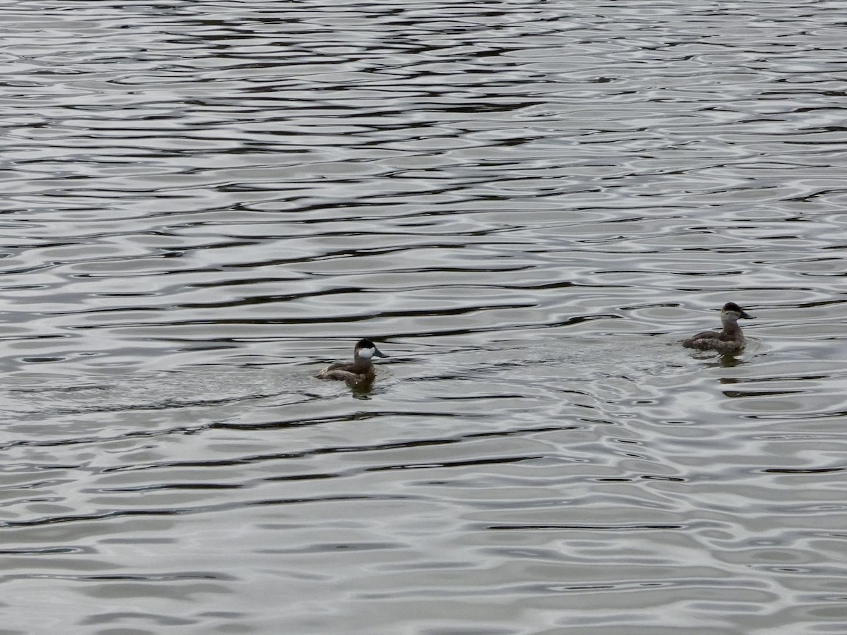 Ruddy Duck - ML645434080