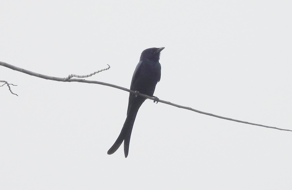 drongo černý - ML645434081