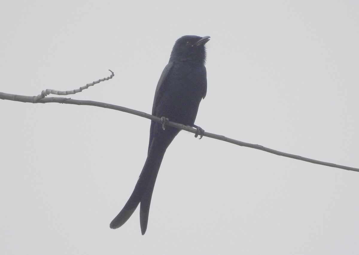 drongo černý - ML645434082