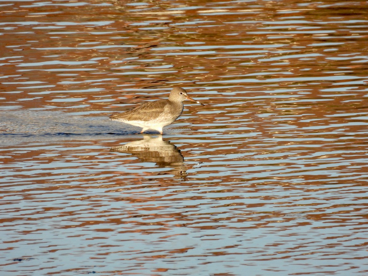 Common Redshank - ML645434084