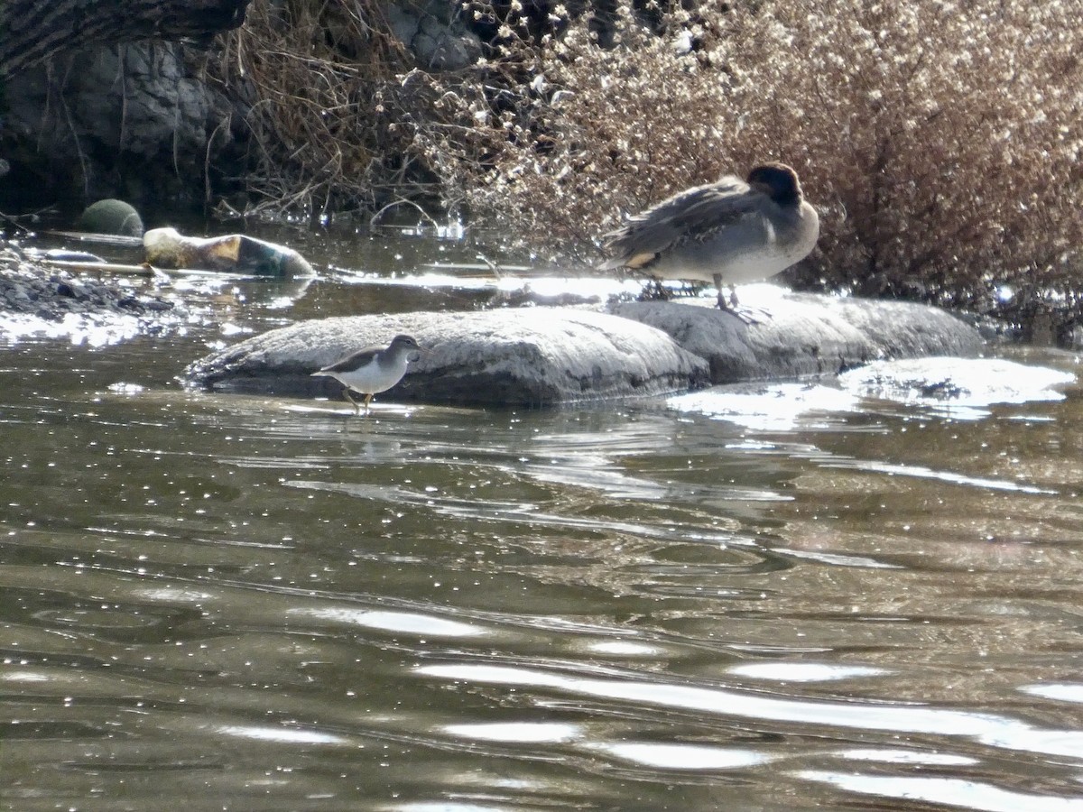 Kuliska orbanduna - ML645434105