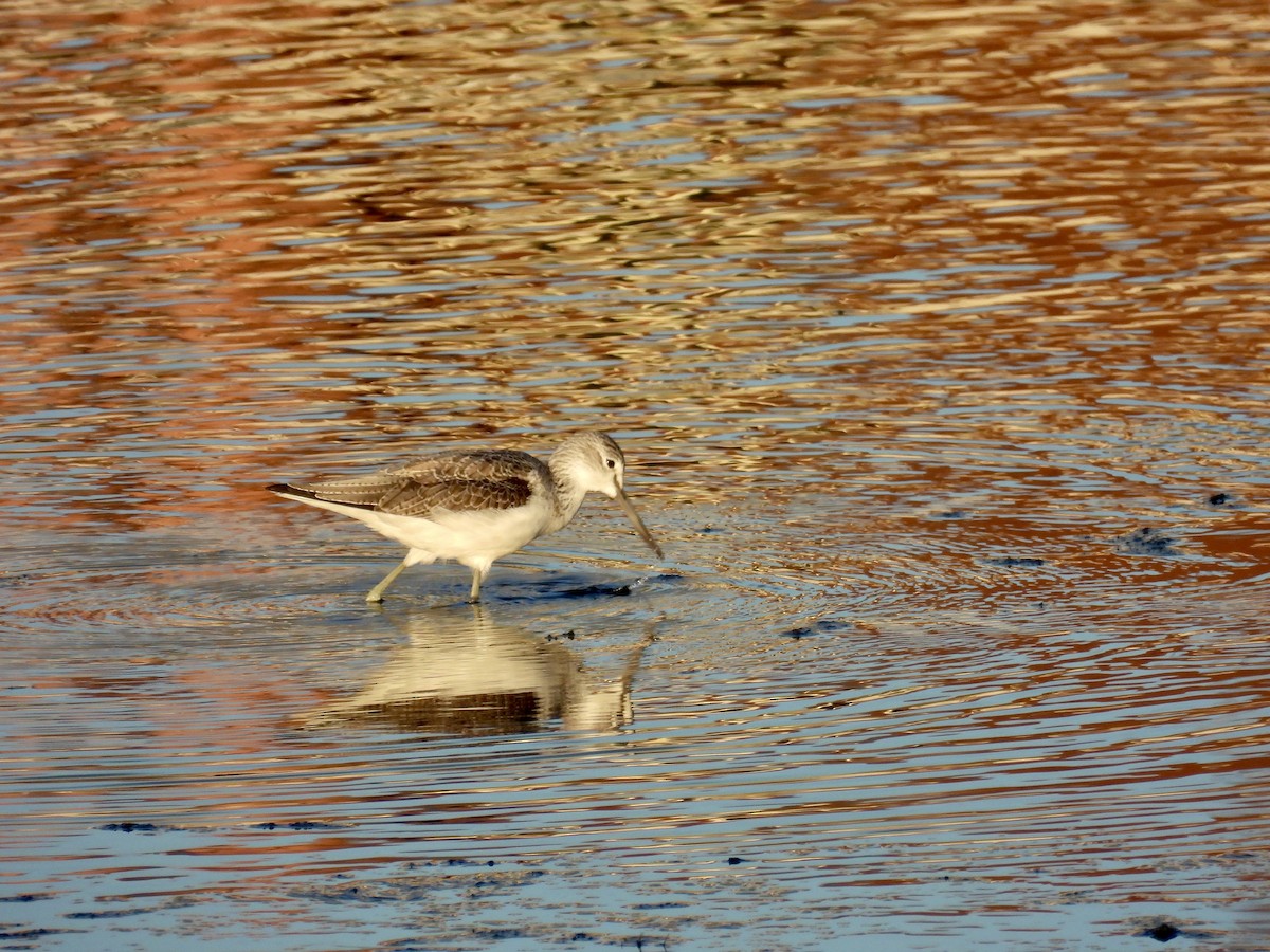 Kuliska zuria - ML645434111