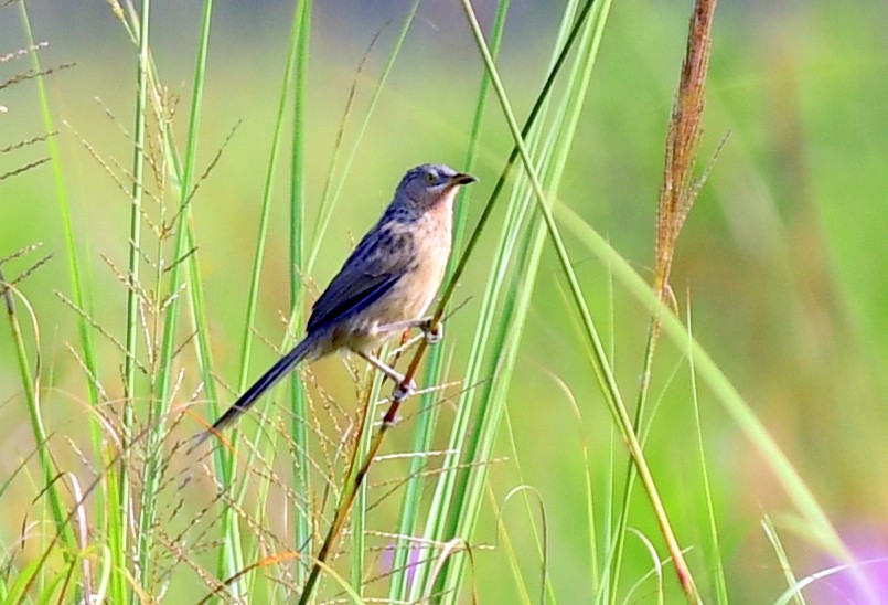 Kalapitari marraduna - ML645434112