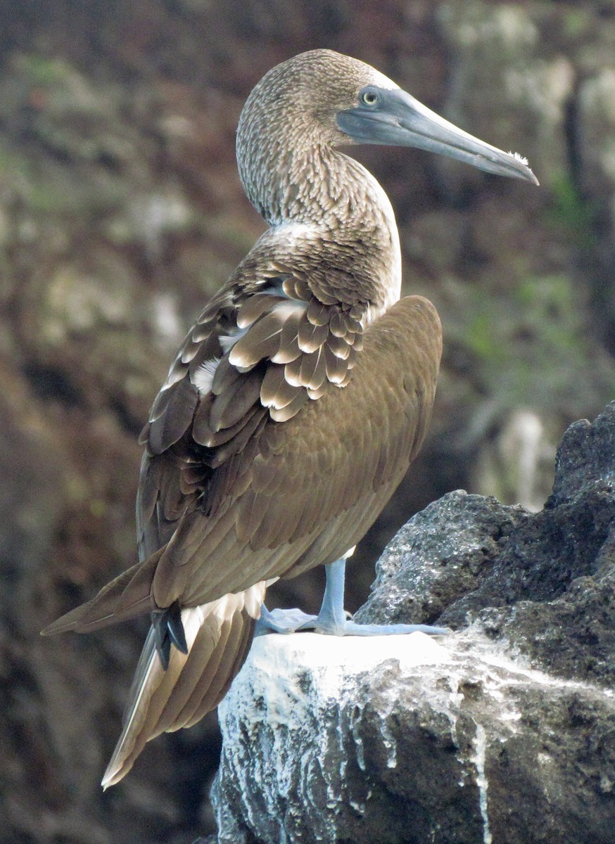 Zanga hankaurdina - ML645434117