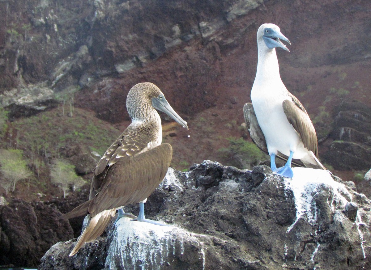 Zanga hankaurdina - ML645434118