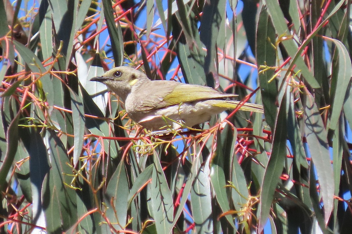 Fuscous Honeyeater - ML645434119