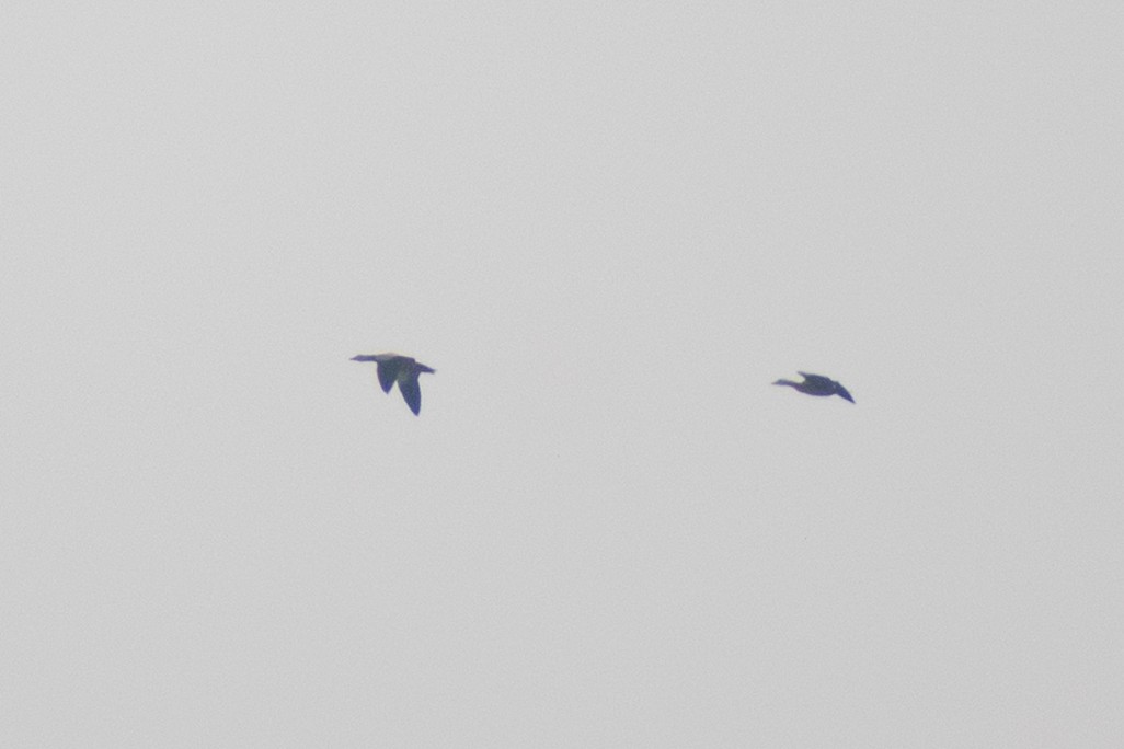 duck sp. - ML645434120