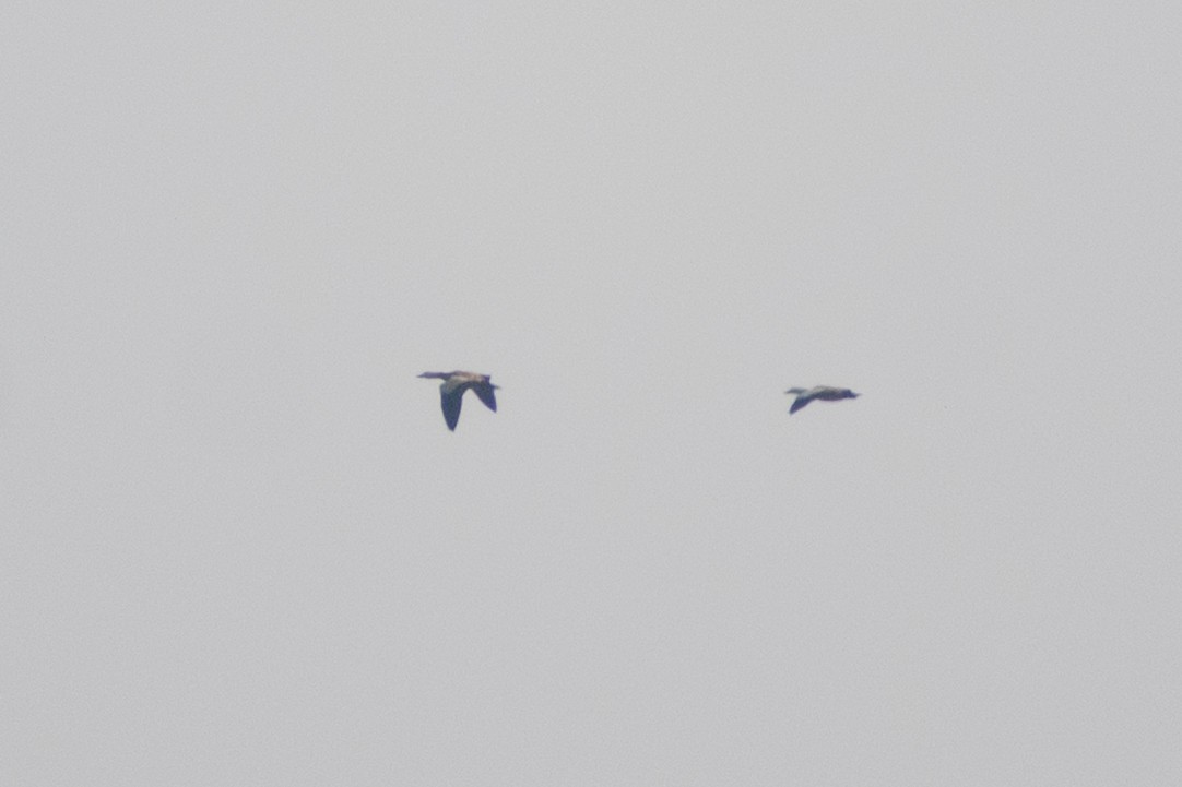 duck sp. - ML645434121