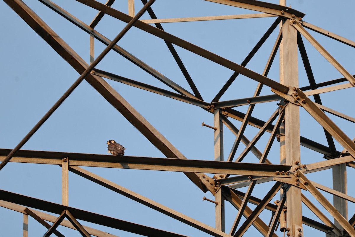 Belatz handia - ML645434122