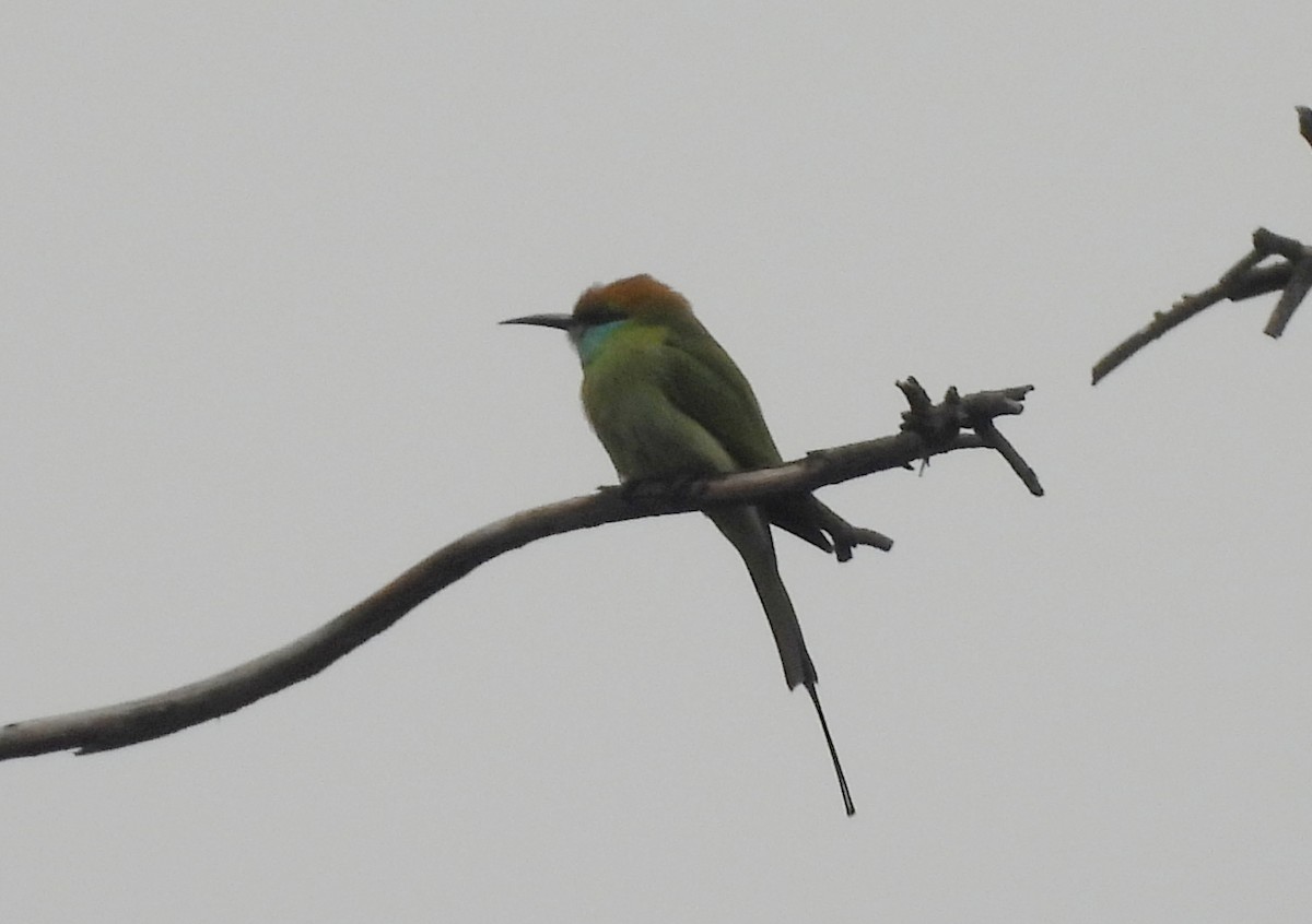 Erle-txori berde asiarra - ML645434123