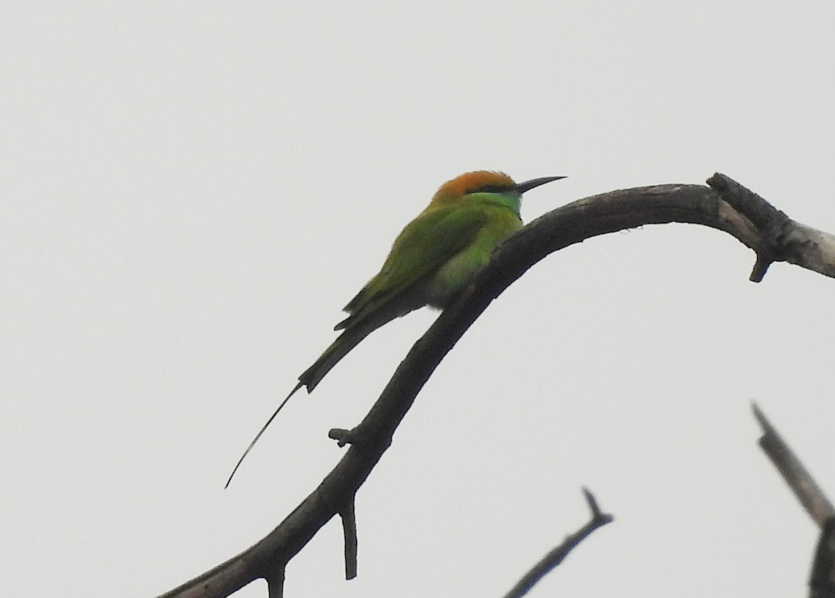 Erle-txori berde asiarra - ML645434125