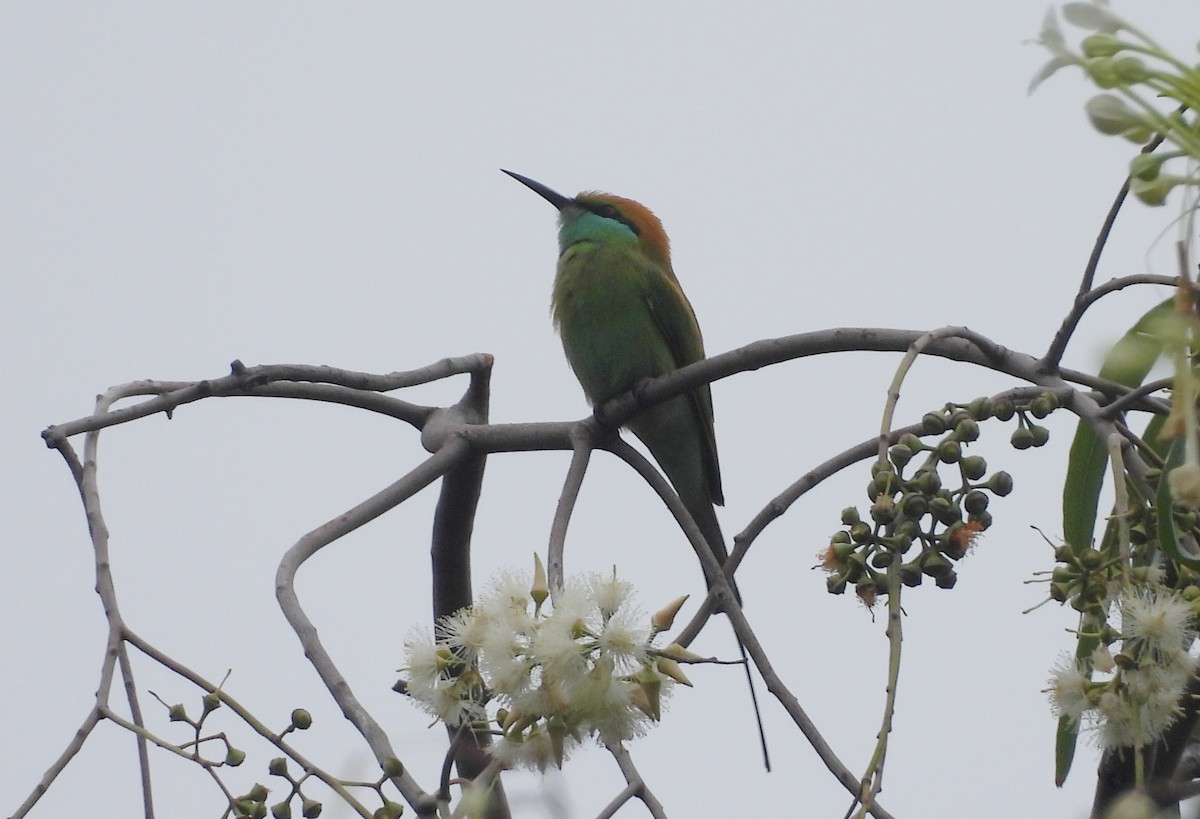 Erle-txori berde asiarra - ML645434126