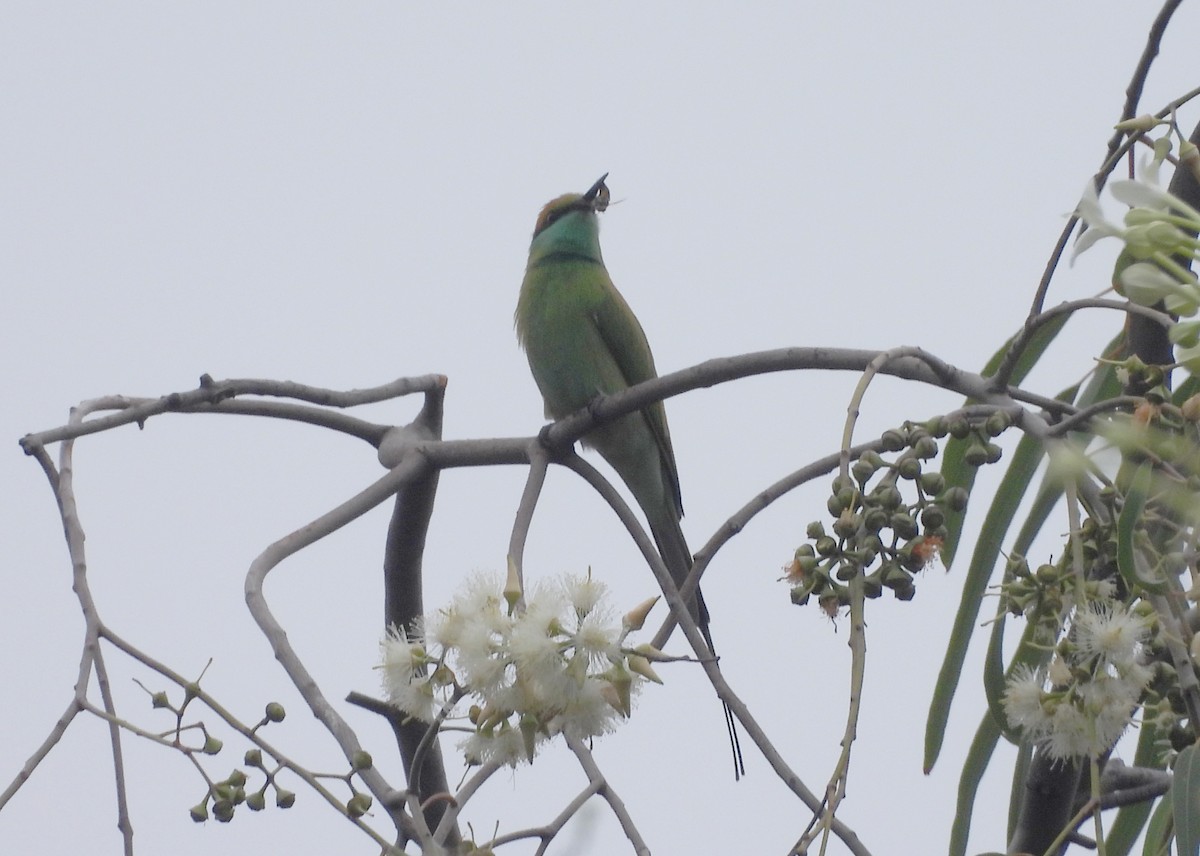 Erle-txori berde asiarra - ML645434127