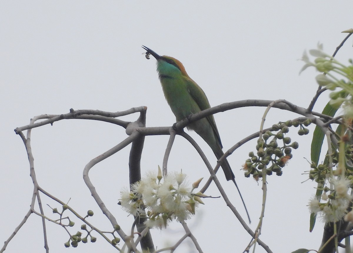 Erle-txori berde asiarra - ML645434128