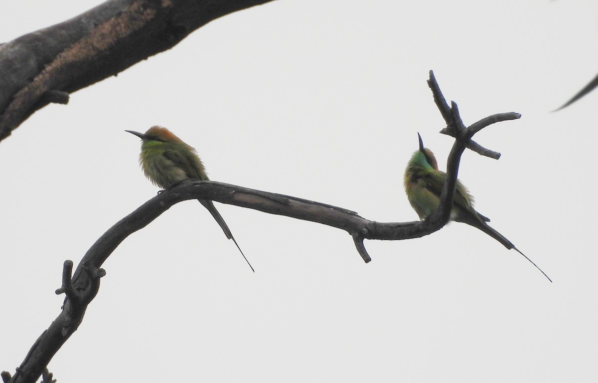 Erle-txori berde asiarra - ML645434129