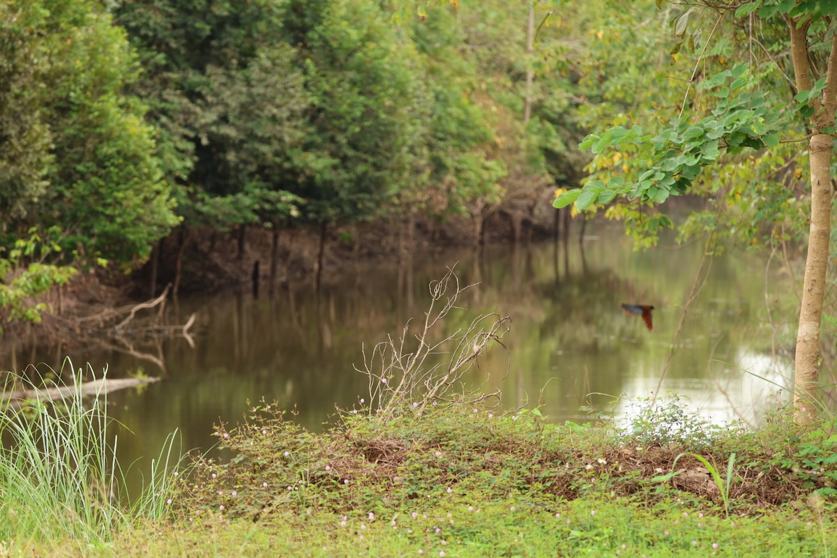 Greater Coucal - ML645434134