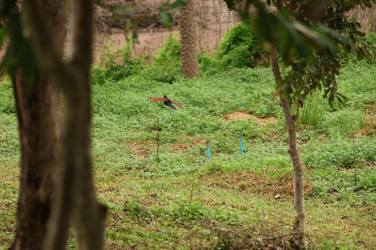 Greater Coucal - ML645434135