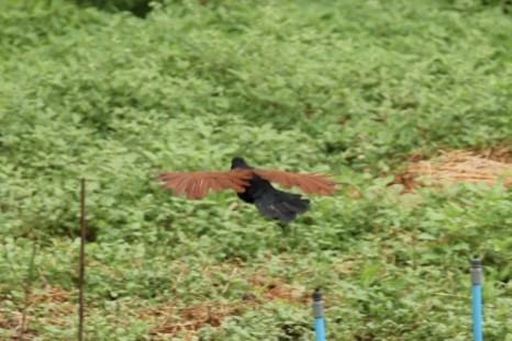 Greater Coucal - ML645434137