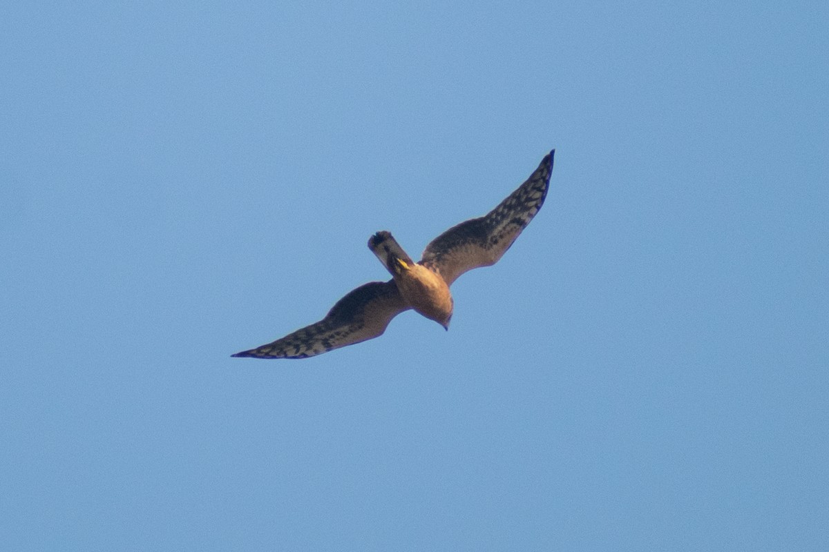 Mirotz lepazuria - ML645434139