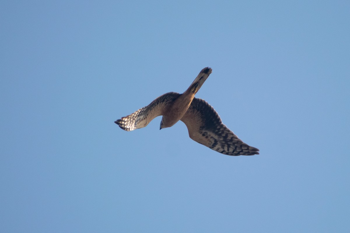 Mirotz lepazuria - ML645434144